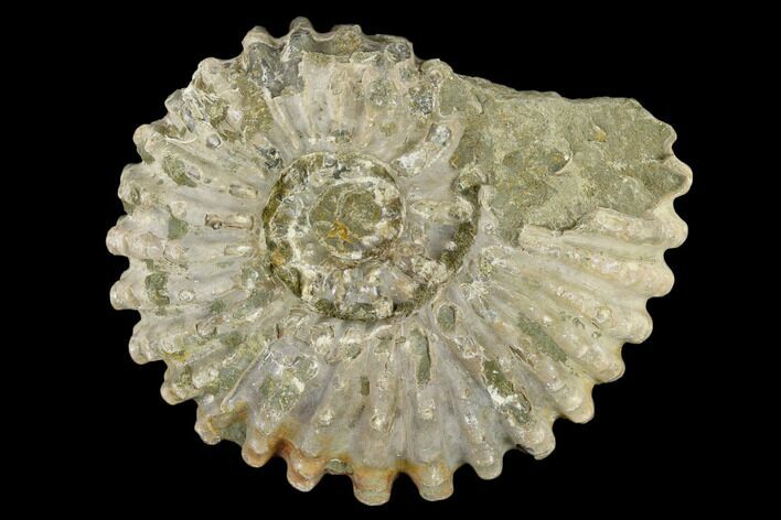 Bumpy Ammonite (Douvilleiceras) Fossil - Madagascar #115614
